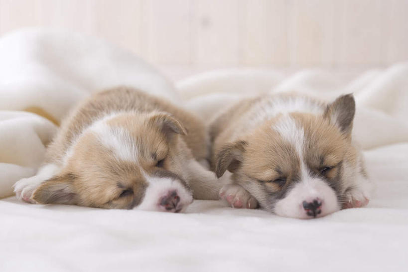 无人,坐,闭眼,睡,横图,室内,白天,白色背景,正面,宠物,狗,朦胧,模糊,毯子,柯基犬,威尔士柯基犬,动物,两只,可爱,摄影,影棚,牧羊犬,忠诚,彭布罗克柯基犬,彭布罗克威尔士柯基犬,犬,闭眼睛,闭着眼,闭着眼睛,困,困觉,寝息,睡觉,坐着,半身,彩图,影棚拍摄,拍摄