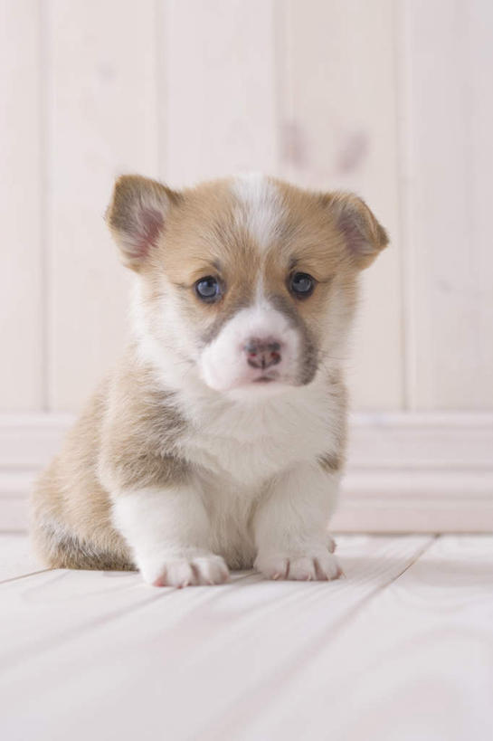 无人,坐,竖图,室内,白天,白色背景,正面,地板,宠物,狗,朦胧,模糊,地面,柯基犬,威尔士柯基犬,注视,木地板,一只,动物,观察,看,可爱,摄影,影棚,牧羊犬,观看,察看,关注,忠诚,彭布罗克柯基犬,彭布罗克威尔士柯基犬,犬,坐着,半身,彩图,影棚拍摄,拍摄