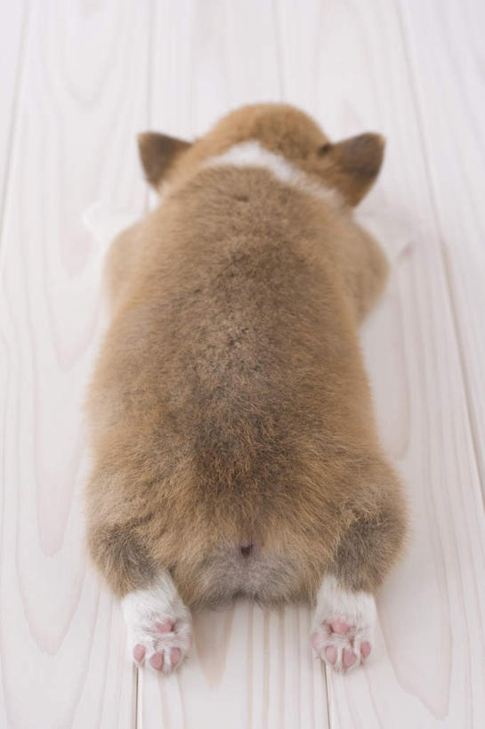 无人,竖图,室内,白天,白色背景,正面,地板,宠物,狗,地面,柯基犬,威尔士柯基犬,木地板,一只,动物,趴着,可爱,摄影,影棚,牧羊犬,忠诚,彭布罗克柯基犬,彭布罗克威尔士柯基犬,犬,趴,半身,彩图,影棚拍摄,拍摄