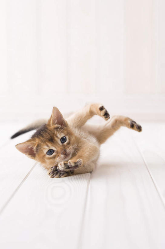 无人,坐,竖图,室内,白天,白色背景,正面,地板,宠物,猫,地面,注视,木地板,一只,动物,观察,看,可爱,摄影,阿比西尼亚猫,影棚,观看,察看,关注,坐着,彩图,全身,影棚拍摄,拍摄