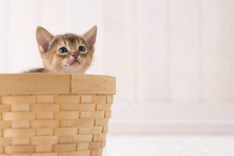 无人,站,交叉,横图,室内,白天,白色背景,正面,竹子,宠物,猫,竹制,编织,篮子,注视,一个,一只,动物,竹篮,观察,看,站着,可爱,摄影,阿比西尼亚猫,影棚,单个,观看,竹条,交织,察看,竹制品,关注,穿插,站立,彩图,全身,影棚拍摄,拍摄