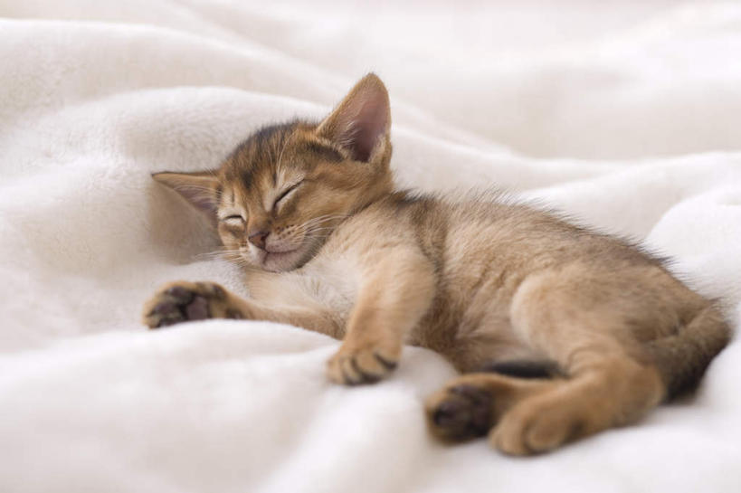 无人,躺,闭眼,睡,横图,俯视,室内,白天,白色背景,宠物,猫,一只,动物,可爱,摄影,阿比西尼亚猫,影棚,闭眼睛,闭着眼,闭着眼睛,困,困觉,寝息,睡觉,躺着,彩图,高角度拍摄,全身,影棚拍摄,拍摄