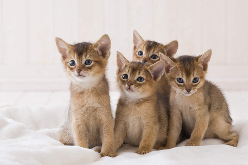 无人,坐,横图,室内,白天,白色背景,正面,宠物,猫,纺织品,许多,装饰,毛毯,毯子,注视,纺织,动物,垫子,观察,看,温暖,可爱,摄影,阿比西尼亚猫,影棚,观看,华丽,修饰,点缀,察看,关注,衬托,美观,雅致,雅观,坐着,彩图,全身,影棚拍摄,拍摄