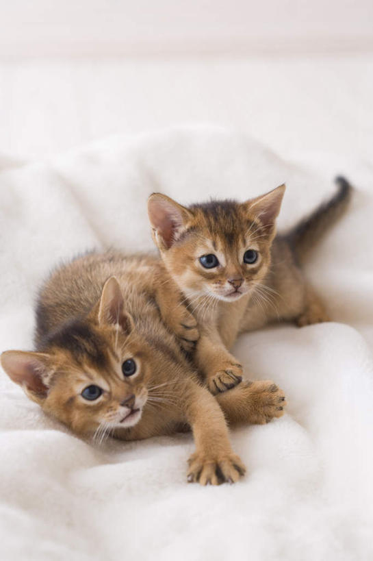 无人,坐,竖图,俯视,室内,白天,白色背景,宠物,猫,毯子,注视,动物,观察,看,两只,可爱,摄影,阿比西尼亚猫,影棚,观看,察看,关注,坐着,彩图,高角度拍摄,全身,影棚拍摄,拍摄