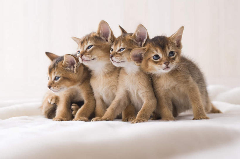 无人,坐,闭眼,横图,室内,白天,白色背景,正面,宠物,猫,许多,毯子,注视,动物,观察,看,可爱,摄影,阿比西尼亚猫,影棚,观看,察看,关注,闭眼睛,闭着眼,闭着眼睛,坐着,彩图,全身,影棚拍摄,拍摄