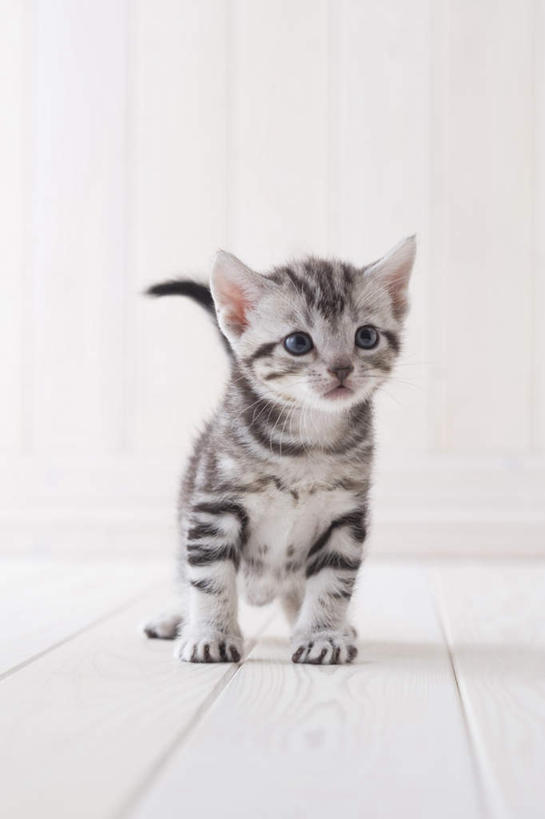 无人,站,竖图,室内,白天,白色背景,正面,地板,宠物,猫,地面,注视,木地板,一只,动物,观察,看,站着,可爱,摄影,影棚,观看,察看,关注,美国短毛猫,站立,彩图,全身,影棚拍摄,拍摄