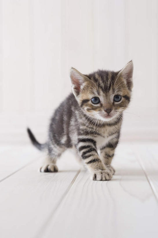 无人,站,竖图,室内,白天,白色背景,正面,宠物,猫,注视,一只,动物,观察,看,站着,可爱,摄影,影棚,观看,察看,关注,美国短毛猫,站立,彩图,全身,影棚拍摄,拍摄