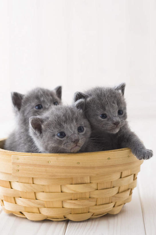 无人,站,交叉,竖图,室内,白天,白色背景,正面,竹子,宠物,狗,猫,三只,竹制,编织,篮子,狮子狗,动物,竹篮,站着,可爱,摄影,影棚,竹条,交织,竹制品,西施犬,赛珠犬,狮子犬,西施狗,穿插,沙特尔蓝猫,夏特尔猫,站立,彩图,全身,影棚拍摄,拍摄