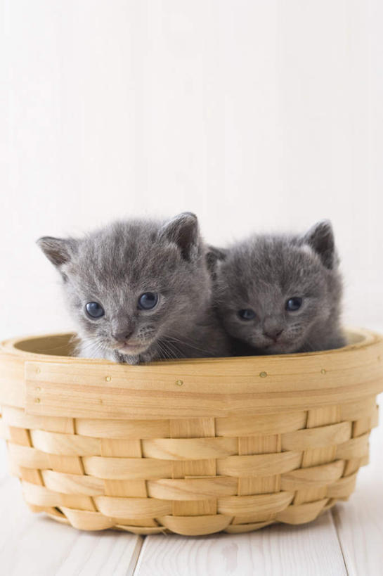 无人,站,竖图,室内,白天,白色背景,正面,宠物,狗,猫,注视,狮子狗,动物,观察,看,站着,两只,可爱,摄影,影棚,观看,察看,关注,西施犬,赛珠犬,狮子犬,西施狗,沙特尔蓝猫,夏特尔猫,站立,彩图,全身,影棚拍摄,拍摄