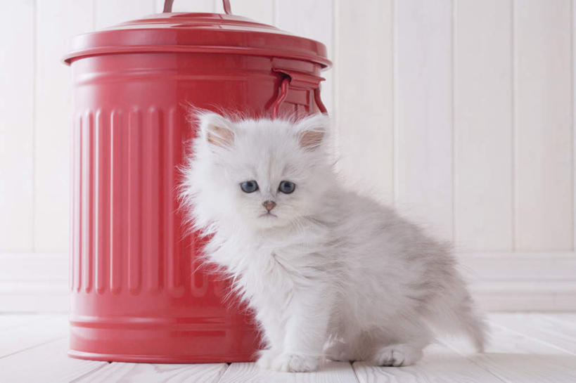 无人,站,横图,室内,白天,白色背景,正面,地板,宠物,猫,桶,波斯猫,地面,注视,木地板,一只,动物,容器,观察,看,站着,可爱,摄影,影棚,观看,储藏,察看,储存,关注,站立,彩图,全身,影棚拍摄,拍摄,贮存