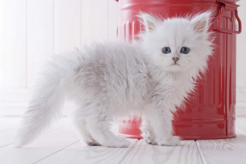 无人,站,横图,室内,白天,白色背景,正面,地板,宠物,猫,桶,波斯猫,地面,注视,木地板,一只,动物,容器,观察,看,站着,可爱,摄影,影棚,观看,储藏,察看,储存,关注,站立,彩图,全身,影棚拍摄,拍摄,贮存