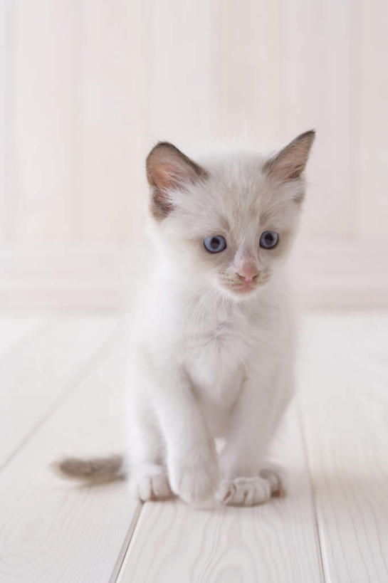 无人,坐,竖图,室内,白天,白色背景,正面,地板,宠物,猫,地面,注视,木地板,一只,动物,观察,看,可爱,摄影,影棚,观看,察看,关注,布偶猫,布拉多尔猫,坐着,彩图,全身,影棚拍摄,拍摄