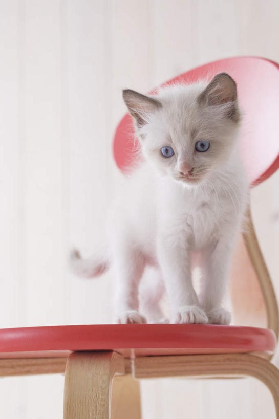 无人,站,竖图,室内,白天,白色背景,正面,地板,宠物,猫,桶,地面,注视,木地板,一只,动物,容器,观察,看,站着,可爱,摄影,影棚,观看,储藏,察看,储存,关注,布偶猫,布拉多尔猫,站立,彩图,全身,影棚拍摄,拍摄,贮存