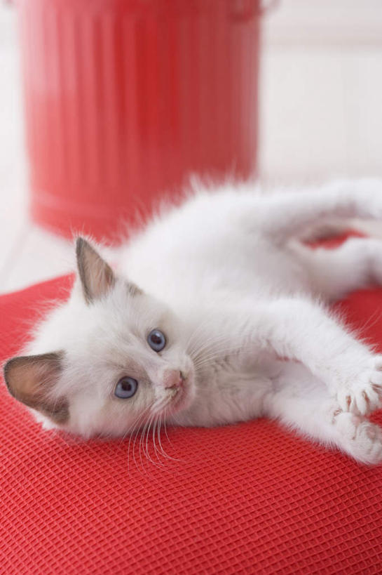 无人,躺,竖图,室内,白天,白色背景,侧面,宠物,猫,椅子,注视,一只,动物,观察,看,可爱,摄影,影棚,观看,察看,关注,布偶猫,布拉多尔猫,卧着,躺着,卧,彩图,全身,影棚拍摄,拍摄