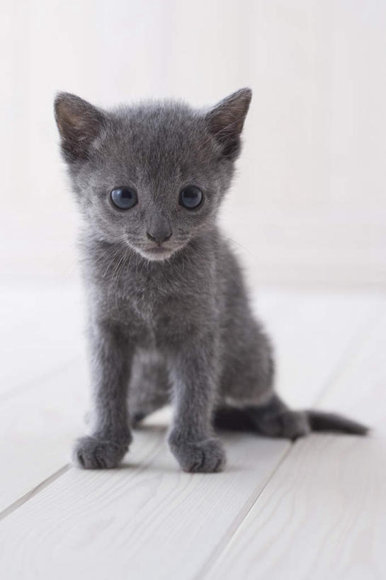无人,坐,竖图,室内,白天,白色背景,正面,地板,宠物,猫,朦胧,模糊,俄罗斯蓝猫,地面,注视,木地板,一只,动物,观察,看,可爱,摄影,影棚,观看,察看,关注,阿契安吉蓝猫,俄国蓝猫,马耳他猫,坐着,彩图,全身,影棚拍摄,拍摄