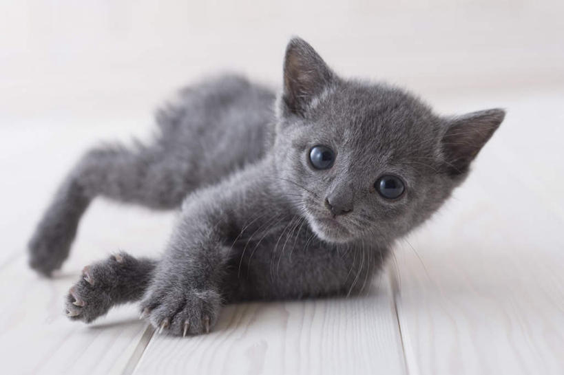 无人,坐,横图,室内,白天,白色背景,正面,地板,宠物,猫,朦胧,模糊,俄罗斯蓝猫,地面,注视,木地板,一只,动物,观察,看,可爱,摄影,影棚,观看,察看,关注,阿契安吉蓝猫,俄国蓝猫,马耳他猫,坐着,彩图,全身,影棚拍摄,拍摄