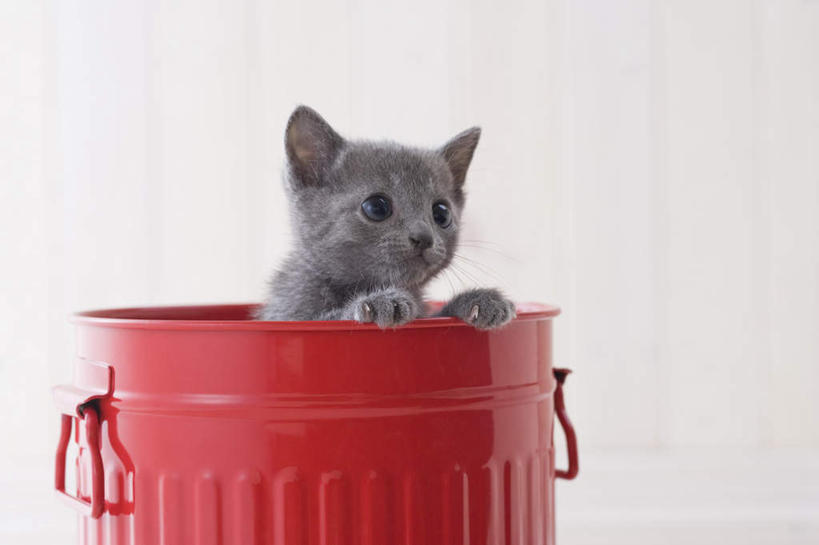 无人,站,横图,室内,白天,白色背景,正面,宠物,猫,桶,俄罗斯蓝猫,注视,一只,动物,容器,观察,看,站着,可爱,摄影,影棚,观看,储藏,察看,储存,关注,阿契安吉蓝猫,俄国蓝猫,马耳他猫,站立,半身,彩图,影棚拍摄,拍摄,贮存