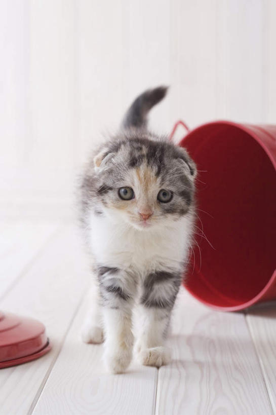 无人,站,竖图,室内,白天,白色背景,正面,地板,宠物,猫,桶,地面,注视,木地板,一只,动物,容器,观察,看,站着,可爱,摄影,影棚,观看,储藏,察看,储存,关注,苏格兰折耳猫,苏格兰弯耳猫,站立,彩图,全身,影棚拍摄,拍摄,贮存