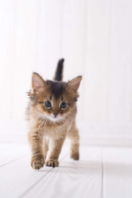 无人,站,竖图,室内,白天,白色背景,正面,地板,宠物,猫,地面,注视,木地板,一只,动物,观察,看,站着,可爱,摄影,影棚,观看,察看,关注,猫咪,索马里猫,站立,彩图,全身,影棚拍摄,拍摄