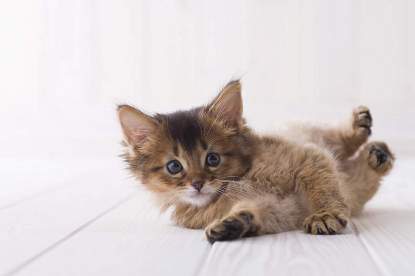 无人,躺,横图,室内,白天,白色背景,正面,地板,宠物,猫,地面,注视,木地板,一只,动物,观察,看,可爱,摄影,影棚,观看,察看,关注,猫咪,索马里猫,卧着,躺着,卧,彩图,全身,影棚拍摄,拍摄