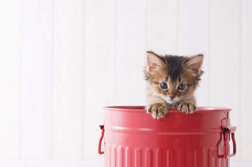 无人,站,横图,室内,白天,白色背景,正面,宠物,猫,桶,注视,一只,动物,容器,观察,看,站着,可爱,摄影,影棚,观看,储藏,察看,储存,关注,猫咪,索马里猫,站立,半身,彩图,影棚拍摄,拍摄,贮存