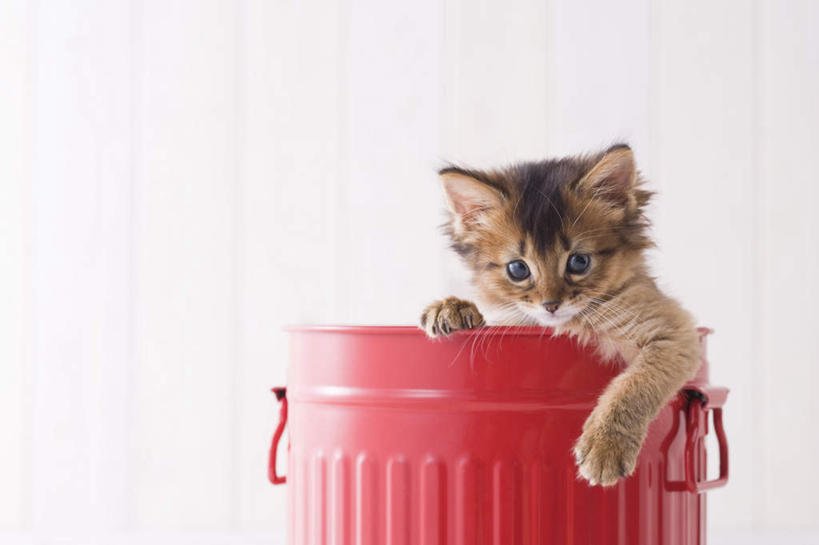 无人,站,横图,室内,白天,白色背景,正面,宠物,猫,桶,注视,一只,动物,容器,观察,看,站着,可爱,摄影,影棚,观看,储藏,察看,储存,关注,猫咪,索马里猫,站立,半身,彩图,影棚拍摄,拍摄,贮存