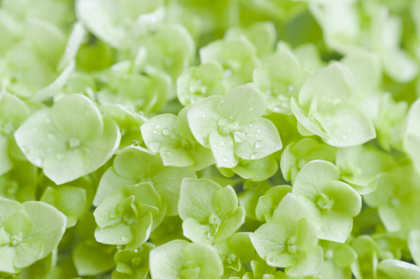 无人,横图,室内,特写,白天,正面,骄傲,八仙花,朦胧,模糊,盛开,花蕾,花,花瓣,花朵,鲜花,绿色,花苞,花蕊,绣球花,紫阳花,洋绣球,草绣球,斗球,七变化,粉团花,善变,彩图