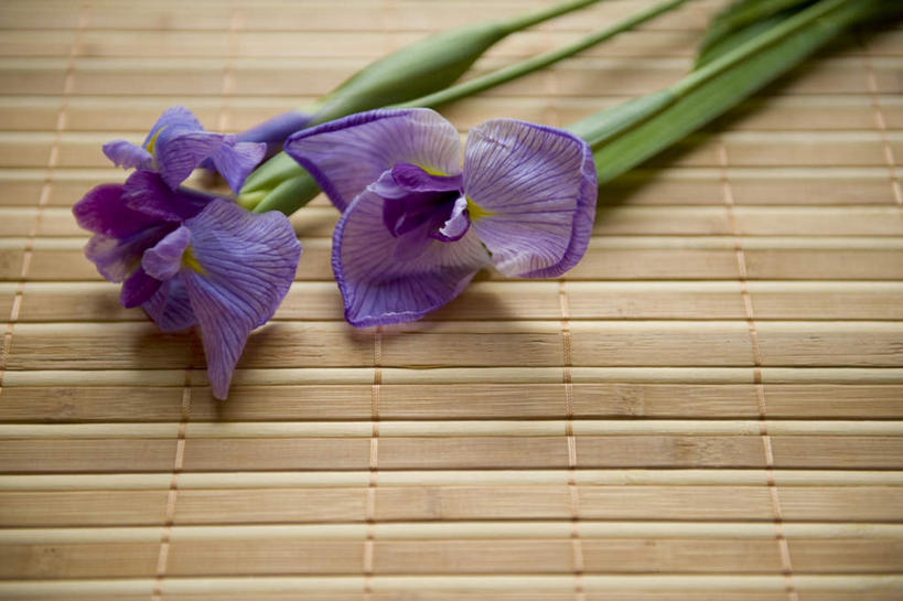 无人,横图,俯视,室内,特写,白天,植物,三朵,朦胧,模糊,盛开,草药,花蕾,中药,花,花瓣,花朵,鲜花,紫色,花苞,花蕊,鸢尾,药材,中草药,中药材,本草,紫蝴蝶,蓝蝴蝶,乌鸢,扁竹花,彩图,高角度拍摄