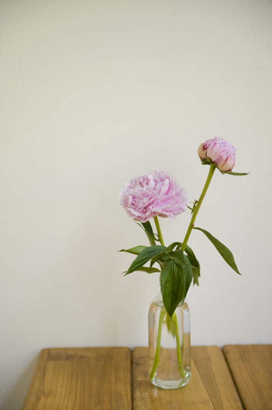 无人,竖图,室内,白天,正面,叶子,盛开,墙,绿叶,花蕾,墙壁,墙面,玻璃制品,花,花瓣,花朵,鲜花,粉色,玻璃瓶,瓶子,花苞,花蕊,嫩叶,鼠姑,鹿韭,白茸,百雨金,富贵花,洛阳花,牡丹,木芍药,叶,叶片,彩图