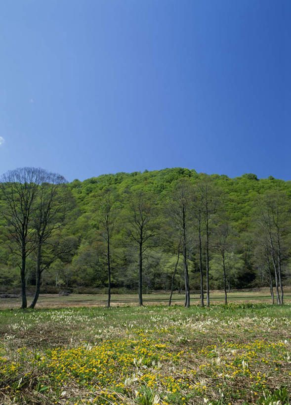 无人,竖图,室外,白天,正面,旅游,度假,草地,草坪,美景,森林,树林,植物,长野县,日本,亚洲,盛开,景观,花蕾,娱乐,草,花,花瓣,花朵,鲜花,树,树木,蓝色,绿色,蓝天,天空,自然,天,花苞,花蕊,享受,休闲,景色,放松,生长,晴朗,成长,自然风光,东亚,本州,万里无云,本州岛,日本国,中部地方,长野,金盏花,金盏菊,臭菘,晴空,晴空万里,玩耍,彩图