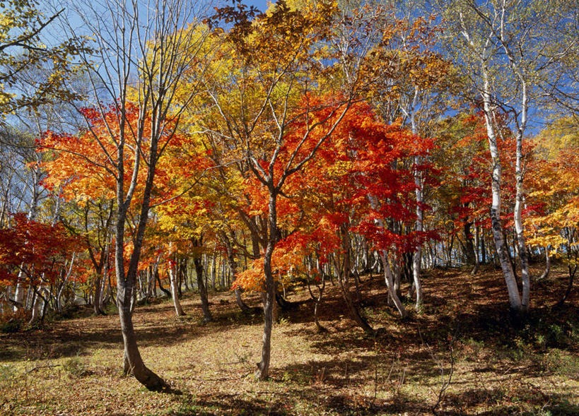 无人,横图,室外,白天,仰视,旅游,度假,美景,秋季,森林,树林,植物,叶子,长野县,日本,亚洲,阴影,光线,影子,景观,绿叶,娱乐,树,树木,蓝色,绿色,蓝天,天空,阳光,自然,天,享受,休闲,嫩叶,景色,放松,生长,成长,自然风光,东亚,本州,本州岛,日本国,中部地方,长野,山之内町,下高井郡,叶,叶片,秋,秋天,彩图,低角度拍摄