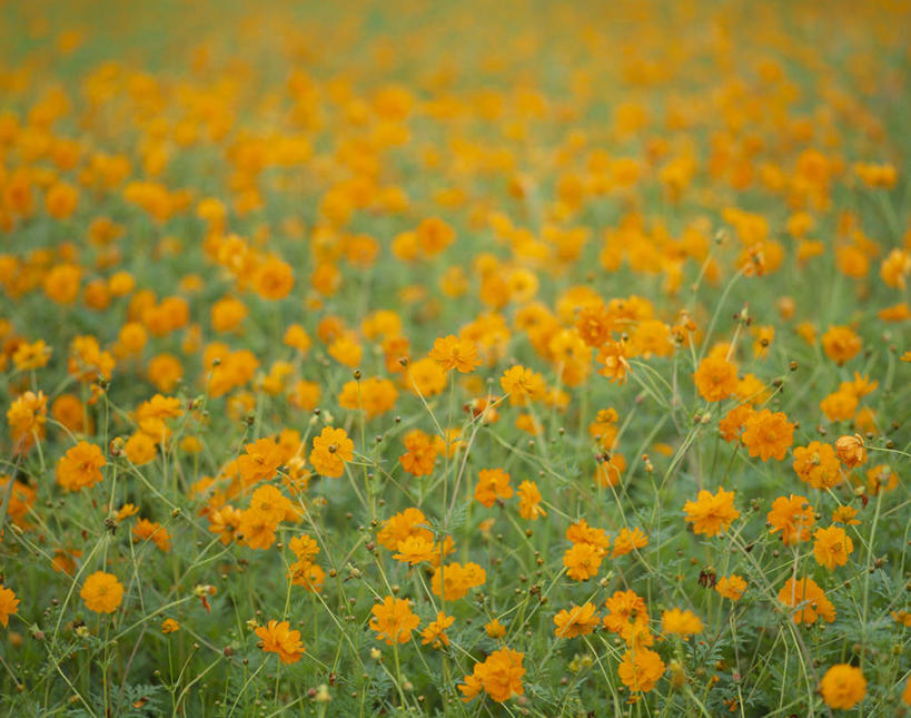 无人,花园,横图,室外,白天,正面,旅游,度假,花海,花圃,美景,叶子,日本,亚洲,朦胧,模糊,盛开,景观,花蕾,娱乐,花,花瓣,花朵,鲜花,黄色,绿色,自然,花丛,花束,花田,花苞,花蕊,享受,休闲,菊花,景色,放松,大波斯菊,自然风光,东亚,本州,本州岛,日本国,中部地方,山梨,山梨县,秋英,格桑花,秋樱,扫帚梅,八瓣梅,小花园,彩图