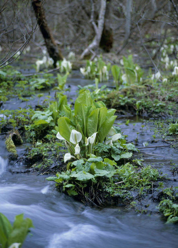 无人,方图,俯视,室外,白天,旅游,度假,石头,美景,瀑布,水,日本,亚洲,飞溅,盛开,溅,石子,液体,景观,花蕾,娱乐,花,花瓣,花朵,鲜花,自然,花苞,花蕊,享受,休闲,景色,放松,喷洒,自然风光,东亚,本州,本州岛,日本国,东北地方,福岛,福岛县,臭菘,跌水,石块,岩石,彩图,高角度拍摄