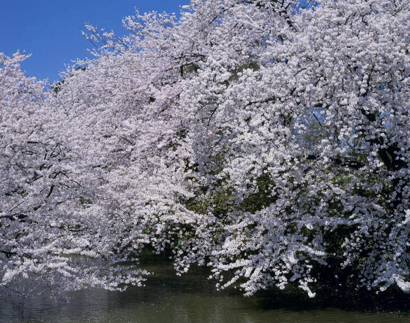 无人,横图,室外,白天,正面,旅游,度假,幸福,纯洁,美景,植物,樱花,日本,亚洲,盛开,景观,花蕾,娱乐,花,花瓣,花朵,鲜花,树,树木,蓝色,绿色,蓝天,天空,自然,天,花苞,花蕊,享受,休闲,景色,放松,生长,晴朗,成长,等待,生命,自然风光,东亚,本州,万里无云,本州岛,日本国,青森,青森县,东北地方,仙樱花,福岛樱,青肤樱,高尚,热烈,弘前,弘前市,晴空,晴空万里,荆桃,彩图
