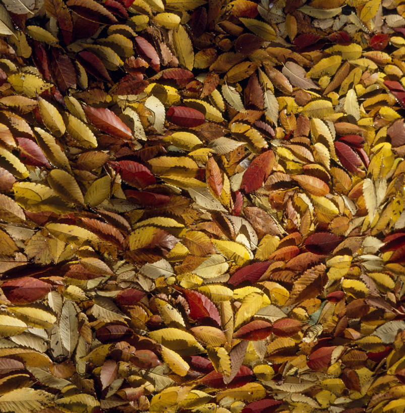 无人,竖图,室外,特写,白天,正面,旅游,度假,美景,秋季,叶子,长野县,日本,亚洲,景观,绿叶,落叶,娱乐,自然,享受,休闲,嫩叶,景色,放松,自然风光,东亚,本州,本州岛,日本国,中部地方,长野,北安,北安昙郡,叶,叶片,秋,秋天,彩图