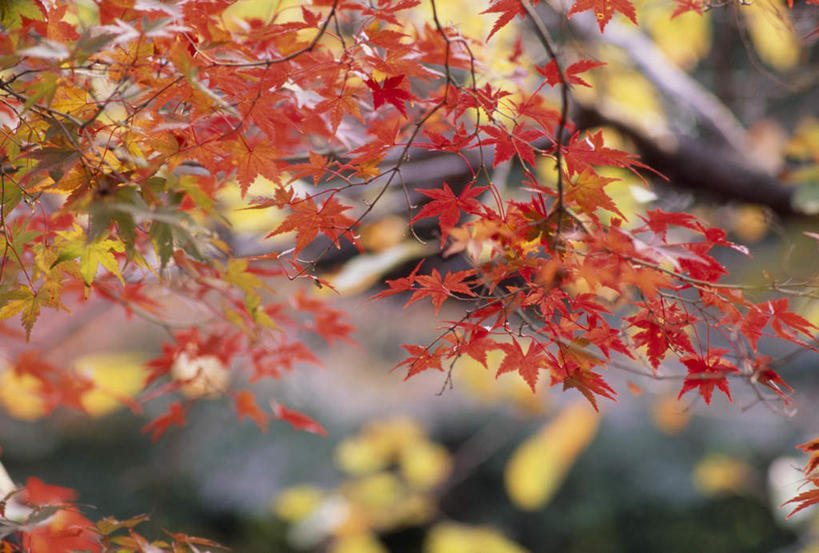 无人,横图,室外,特写,白天,正面,旅游,度假,美景,秋季,植物,叶子,京都,日本,亚洲,朦胧,模糊,景观,红叶,绿叶,娱乐,树,树木,绿色,自然,享受,休闲,嫩叶,景色,放松,京都府,生长,成长,自然风光,东亚,本州,本州岛,日本国,近畿地方,近畿,叶,叶片,秋,秋天,彩图