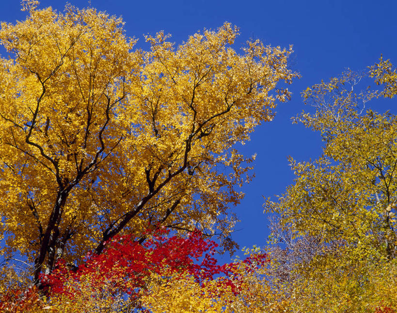 无人,横图,室外,白天,仰视,旅游,度假,美景,秋季,植物,叶子,长野县,日本,亚洲,景观,绿叶,娱乐,树,树木,红色,蓝色,绿色,蓝天,天空,自然,天,享受,休闲,嫩叶,景色,放松,生长,晴朗,成长,自然风光,东亚,本州,万里无云,本州岛,日本国,中部地方,长野,山之内,山之内町,下高井郡,叶,叶片,晴空,晴空万里,秋,秋天,彩图,低角度拍摄