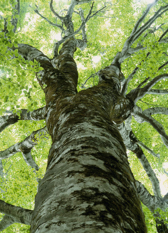 无人,竖图,室外,白天,仰视,旅游,度假,美景,植物,叶子,日本,亚洲,景观,绿叶,娱乐,树,树木,绿色,自然,享受,休闲,嫩叶,景色,放松,生长,成长,自然风光,东亚,本州,本州岛,日本国,东北地方,山形,山形县,叶,叶片,彩图,低角度拍摄