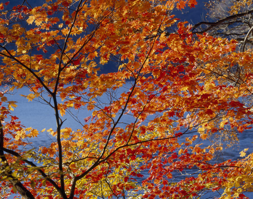 无人,横图,室外,白天,正面,旅游,度假,河流,美景,秋季,水,植物,叶子,长野县,日本,亚洲,河水,景观,水流,绿叶,娱乐,树,树木,红色,绿色,自然,享受,休闲,嫩叶,景色,放松,生长,成长,自然风光,东亚,本州,本州岛,日本国,中部地方,长野,山之内,山之内町,下高井郡,叶,叶片,秋,秋天,彩图