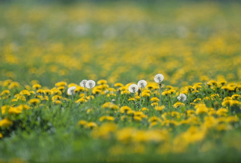 无人,横图,室外,特写,白天,正面,旅游,度假,美景,蒲公英,日本,亚洲,朦胧,模糊,盛开,景观,花蕾,娱乐,花,花瓣,花朵,鲜花,自然,花苞,花蕊,享受,休闲,景色,放松,自然风光,东亚,本州,本州岛,日本国,中部地方,新潟,新潟县,蒲公草,尿床草,彩图