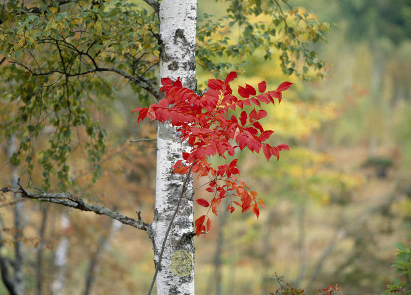 无人,横图,室外,特写,白天,正面,旅游,度假,美景,森林,树林,植物,白桦树,叶子,长野县,日本,亚洲,朦胧,模糊,景观,红叶,绿叶,娱乐,树,树木,绿色,自然,享受,休闲,嫩叶,景色,放松,白桦,生长,成长,自然风光,东亚,本州,本州岛,日本国,中部地方,长野,叶,叶片,彩图