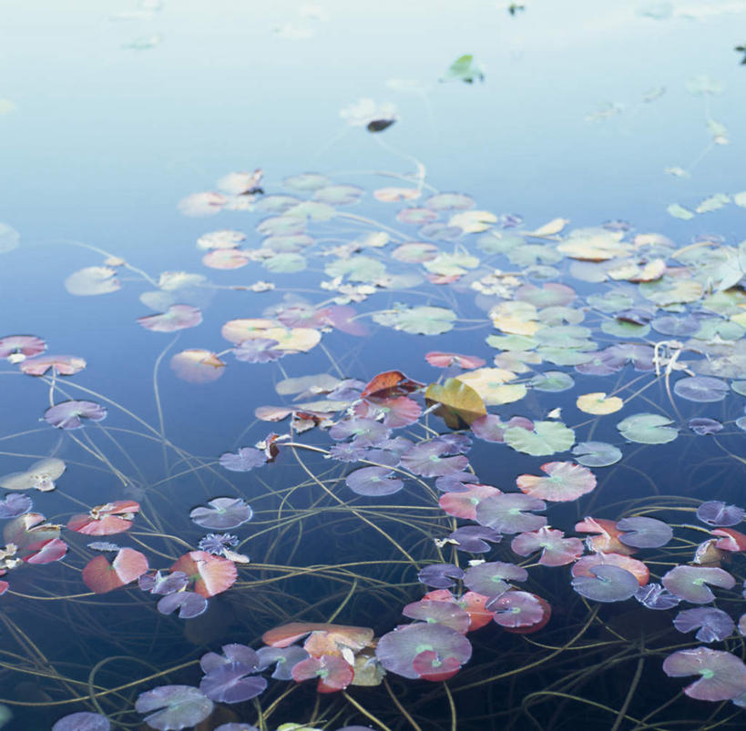 无人,横图,俯视,室外,白天,旅游,度假,河流,美景,秋季,水,叶子,长野县,日本,亚洲,朦胧,模糊,河水,景观,水流,绿叶,娱乐,自然,享受,休闲,嫩叶,景色,放松,自然风光,东亚,本州,本州岛,日本国,中部地方,长野,山之内,山之内町,下高井郡,叶,叶片,秋,秋天,彩图,高角度拍摄