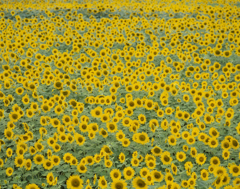 无人,花园,横图,俯视,室外,白天,旅游,度假,花海,花圃,美景,叶子,日本,亚洲,盛开,景观,花蕾,娱乐,花,花瓣,花朵,鲜花,绿色,自然,花丛,花束,花田,花苞,花蕊,享受,休闲,景色,放松,自然风光,东亚,本州,本州岛,日本国,中部地方,山梨,山梨县,朝阳花,望日莲,向阳花,转日莲,小花园,彩图,高角度拍摄