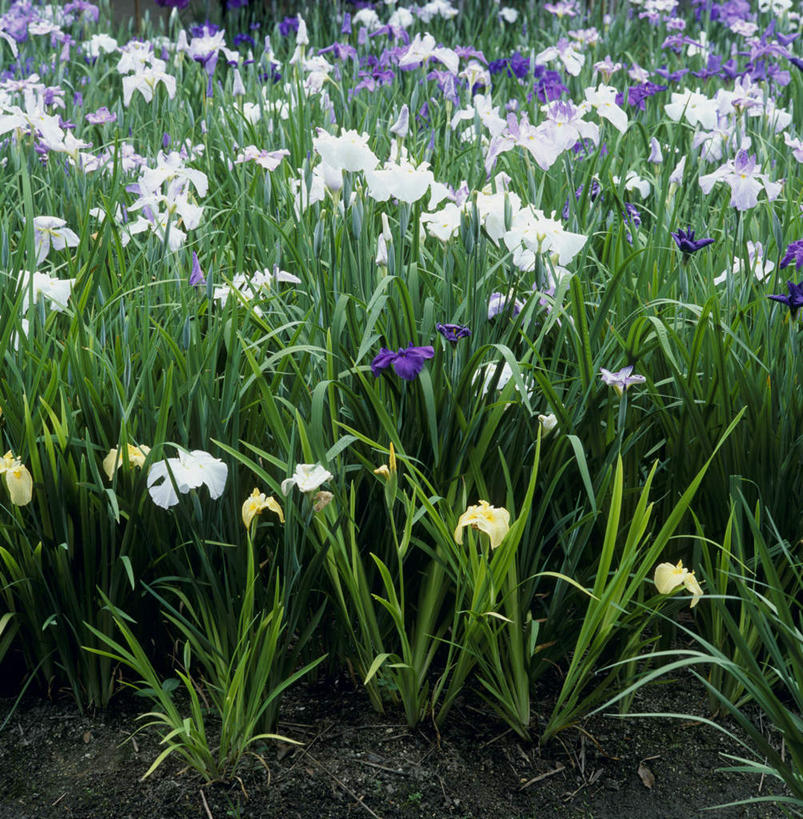 无人,花园,竖图,室外,白天,正面,旅游,度假,花海,花圃,美景,叶子,爱知县,日本,亚洲,朦胧,模糊,盛开,景观,鸢尾花,花蕾,娱乐,花,花瓣,花朵,鲜花,绿色,自然,花丛,花束,花田,花苞,花蕊,享受,休闲,景色,放松,自然风光,东亚,本州,本州岛,日本国,中部地方,爱知,小花园,彩图