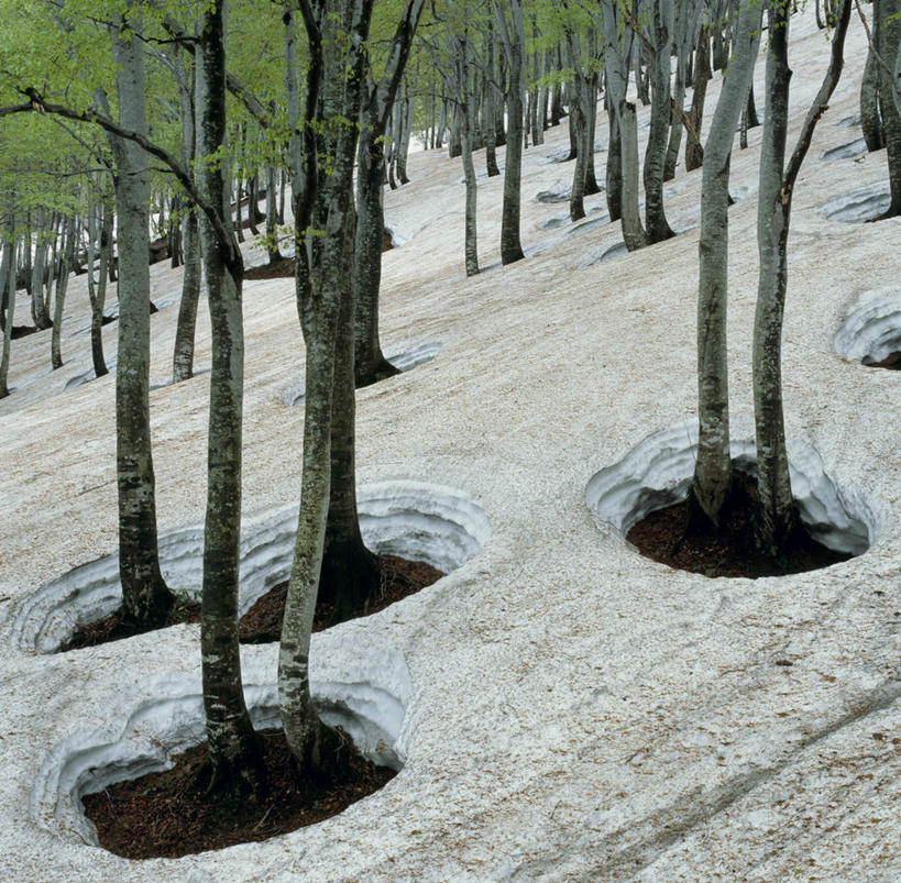 无人,横图,俯视,室外,白天,旅游,度假,美景,森林,树林,雪,植物,大雪,日本,亚洲,积雪,景观,雪景,冬天,娱乐,树,树木,绿色,自然,享受,休闲,景色,放松,生长,成长,自然风光,东亚,本州,本州岛,日本国,中部地方,新潟,新潟县,彩图,高角度拍摄