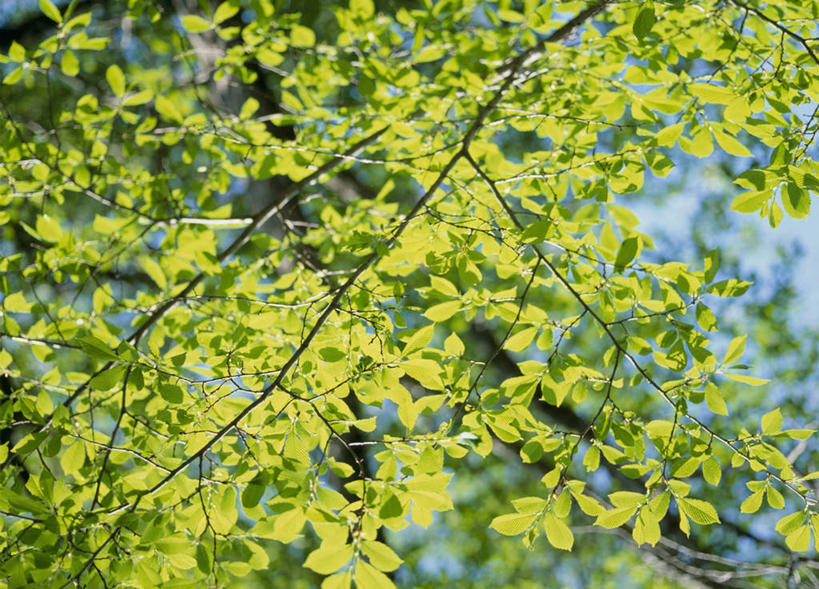 无人,横图,室外,特写,白天,仰视,旅游,度假,美景,叶子,日本,亚洲,朦胧,模糊,景观,绿叶,娱乐,蓝色,蓝天,天空,自然,天,享受,休闲,嫩叶,景色,放松,自然风光,东亚,本州,关东地方,本州岛,日本国,栃木,栃木县,叶,叶片,彩图,低角度拍摄