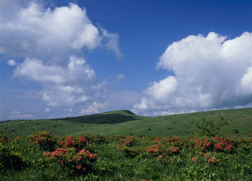 无人,横图,室外,白天,正面,旅游,度假,草地,草坪,花海,花圃,美景,植物,杜鹃花,叶子,长野县,日本,亚洲,盛开,景观,云,云朵,杜鹃,花蕾,云彩,娱乐,草,花,花瓣,花朵,鲜花,蓝色,绿色,白云,蓝天,天空,自然,花丛,花束,花田,天,花苞,花蕊,享受,休闲,景色,放松,自然风光,东亚,本州,本州岛,日本国,中部地方,长野,诹访,山踯躅,红踯躅,诹访市,山石榴,映山红,彩图