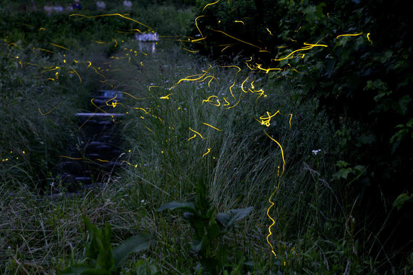 无人,横图,室外,白天,正面,旅游,度假,花海,花圃,美景,叶子,长野县,日本,亚洲,盛开,昆虫,景观,花蕾,娱乐,花,花瓣,花朵,鲜花,绿色,自然,花丛,花束,花田,花苞,花蕊,享受,休闲,景色,放松,自然风光,萤火虫,东亚,本州,本州岛,日本国,中部地方,长野,彩图