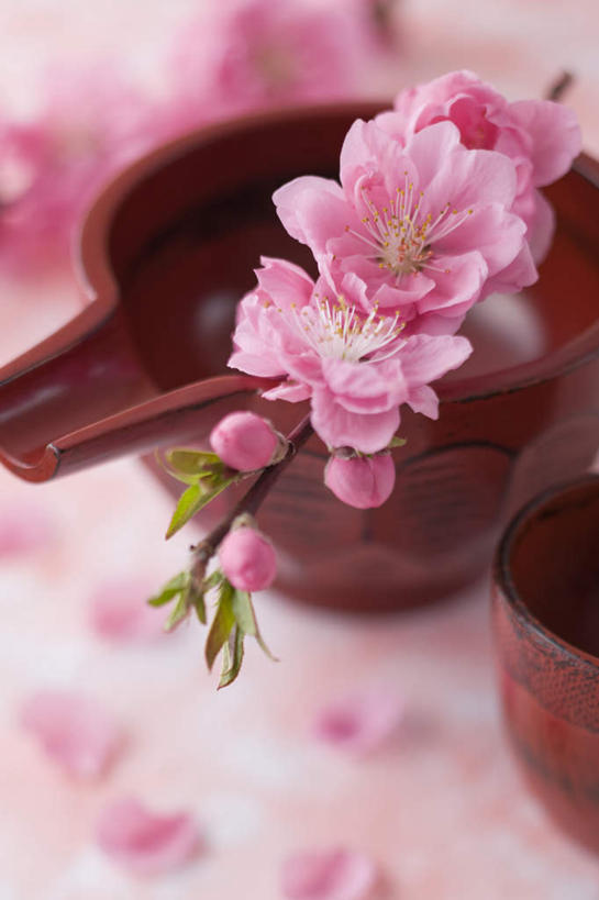 无人,竖图,俯视,室内,特写,白天,爱情,桃花,杯子,朦胧,模糊,盛开,花蕾,花,花瓣,花朵,鲜花,两个,红色,酒杯,容器,水杯,花苞,花蕊,摄影,影棚,储藏,俘虏,储存,茶杯,彩图,高角度拍摄,影棚拍摄,拍摄,贮存