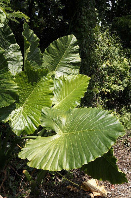 无人,竖图,室外,白天,正面,旅游,度假,美景,森林,树林,植物,叶子,日本,亚洲,景观,绿叶,娱乐,冲绳,树,树木,绿色,自然,享受,休闲,嫩叶,景色,放松,生长,成长,冲绳县,自然风光,东亚,琉球群岛,日本国,九州地方,叶,叶片,彩图